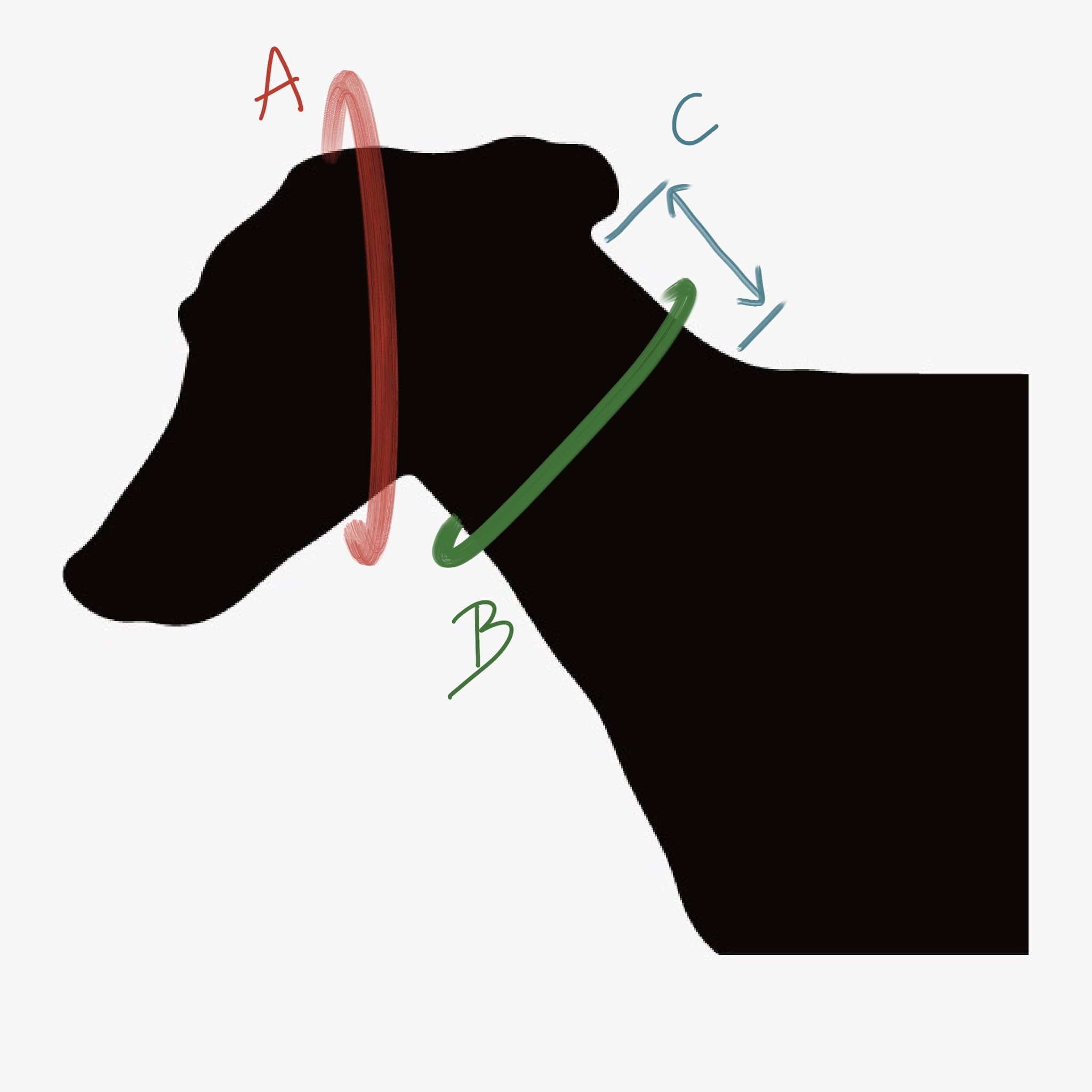 Haciendo el galgo - medidas buff perro